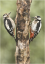 Male and Female Great Spotted Woodpecker